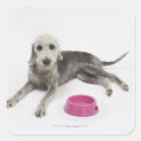 Search for care stickers Dog