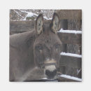 Search for mules magnets Animals