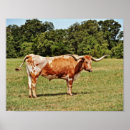 Search for longhorn cattle posters Farm