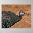 Search for fowl posters Wildlife