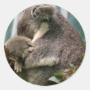 Search for koalas stickers Koala bears