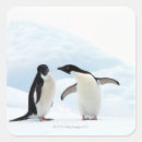 Search for adelie penguin stickers Cold temperature