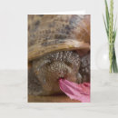 Search for funny snail cards Garden