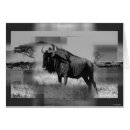 Search for gnus Safari