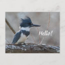 Search for kingfish photography Wildlife