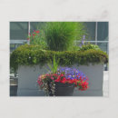Search for display postcards Flowers