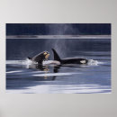 Search for orca whale posters Breaching