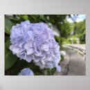 Search for hydrangea art Photography