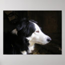 Search for border collies art Herding dogs