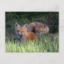 Search for baby fox postcards Cute baby animal