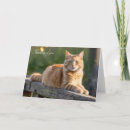 Search for ginger cat cards Pet
