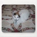 Search for doll photography Cat