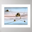 Search for snail posters Shells