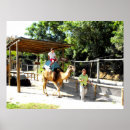 Search for camel posters Dromedary