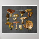 Search for mycology posters Fungi