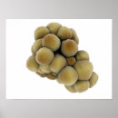 Search for cell biology posters Close up