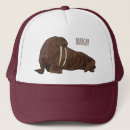 Search for walrus hats Arctic