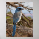 Search for scrubbing posters Bird