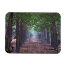 Search for pine magnets Woods