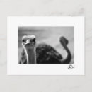 Search for question postcards Bird