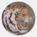 Search for bengal tiger stickers Stripes