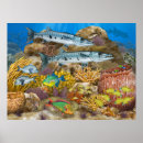 Search for triggerfish posters Reef
