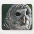 Search for varia Bird