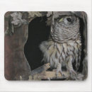 Search for barred mousepads Animals