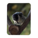 Search for major magnets Bird