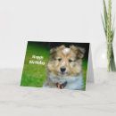Search for collie puppy cards Sheltie
