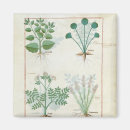 Search for medicinal magnets Herbal