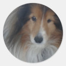 Search for shetland sheepdog stickers Pet