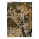 Search for puma concolor Captive