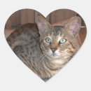 Search for savannah stickers Cat