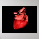 Search for human heart posters Close up