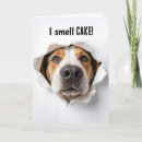 Search for hounds cards Canine
