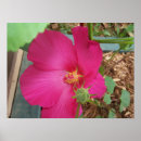 Search for one flower posters Rose