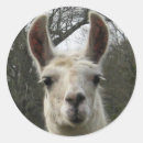 Search for cute llamas stickers Animal