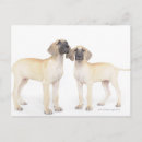 Search for together photography Animals