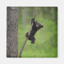 Search for black bear magnets Superstock