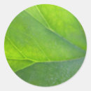 Search for leaf veins stickers Green