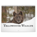 Search for bears calendars Wildlife