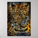 Search for big cat photography Leopard