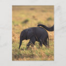 Search for offspring postcards Animal