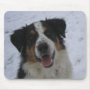 Search for tri electronics Australian shepherd
