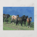Search for mustang wild horses postcards Mountains