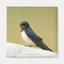 Search for multi coloured magnets Nature