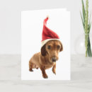 Search for studio shot cards Domestic animals