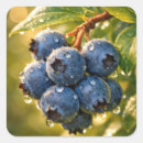 Search for ripe stickers Berry