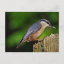 Search for nuthatch postcards Wildlife